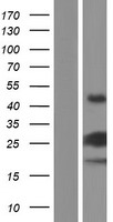 VMAC Human Over-expression Lysate