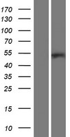 ARHGAP8 Human Over-expression Lysate