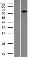 CCDC157 Human Over-expression Lysate