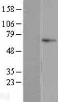 AIFM3 Human Over-expression Lysate