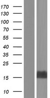 MTCP1 Human Over-expression Lysate