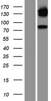 Glucocorticoid Receptor (NR3C1) Human Over-expression Lysate