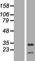 HAX1 Human Over-expression Lysate