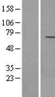 APPBP1 (NAE1) Human Over-expression Lysate