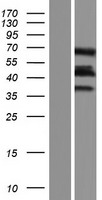 CAVIN4 Human Over-expression Lysate
