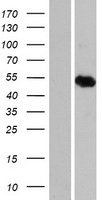ARID3C Human Over-expression Lysate