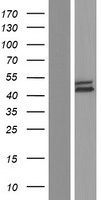 FBLIM1 Human Over-expression Lysate