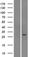 MRP5 (ABCC5) Human Over-expression Lysate