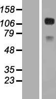 CD34 Human Over-expression Lysate