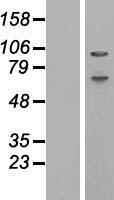 ABCF1 Human Over-expression Lysate