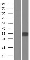 ZNF688 Human Over-expression Lysate