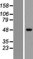ZMYND17 (MSS51) Human Over-expression Lysate