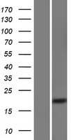 CXorf65 Human Over-expression Lysate