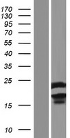 DUT Human Over-expression Lysate