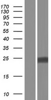 TSPAN4 Human Over-expression Lysate
