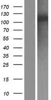 FBXO43 Human Over-expression Lysate