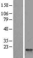 RPS25 Human Over-expression Lysate