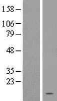 TRHDE-AS1 Human Over-expression Lysate