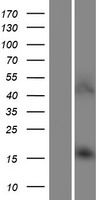 AARD Human Over-expression Lysate