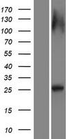 RAB12 Human Over-expression Lysate