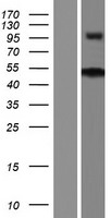 ZNF704 Human Over-expression Lysate