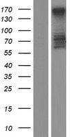 MTUS2 Human Over-expression Lysate