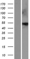 ENTPD8 Human Over-expression Lysate