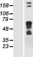 Munc18 1 (STXBP1) Human Over-expression Lysate
