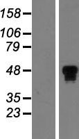 HNF 4 alpha (HNF4A) Human Over-expression Lysate