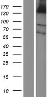 PLEKHG1 Human Over-expression Lysate