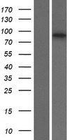 ANKRD56 (SOWAHB) Human Over-expression Lysate