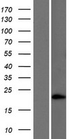 SAM domain containing protein 5 (SAMD5) Human Over-expression Lysate