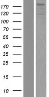 ZNF451 Human Over-expression Lysate