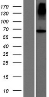 ACCSL Human Over-expression Lysate