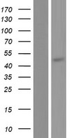 MASP1 Human Over-expression Lysate