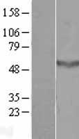CCDC78 Human Over-expression Lysate