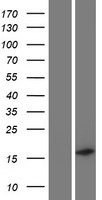 C19orf12 Human Over-expression Lysate