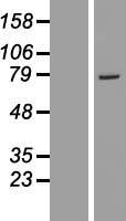 GSTCD Human Over-expression Lysate