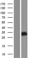 CXorf48 (CT55) Human Over-expression Lysate