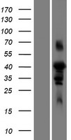 FAM102A Human Over-expression Lysate