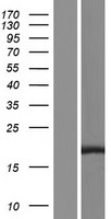 SPRED3 Human Over-expression Lysate