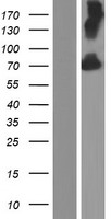 KCNC4 Human Over-expression Lysate