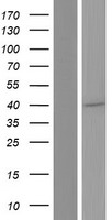 C9orf68 (SPATA6L) Human Over-expression Lysate