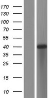 ATP6V1C2 Human Over-expression Lysate