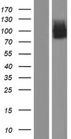 epithelial Sodium Channel gamma (SCNN1G) Human Over-expression Lysate