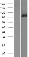 GPR149 Human Over-expression Lysate