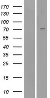 epithelial Sodium Channel alpha (SCNN1A) Human Over-expression Lysate