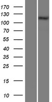 Collagen alpha 1(XXVIII) chain (COL28A1) Human Over-expression Lysate