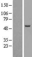 SIL1 Human Over-expression Lysate