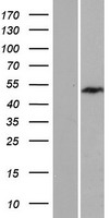 Exosome Component 9 (EXOSC9) Human Over-expression Lysate